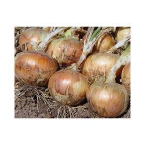 Onion-_-Texas-Grano