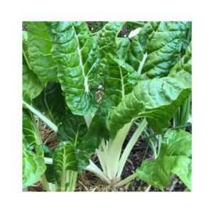 Swiss Chard _ Fordhook Giant _ All Year