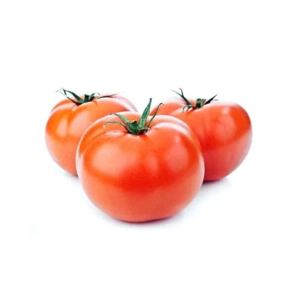 Tomato _ SCX 824 F1 _ Main-Season