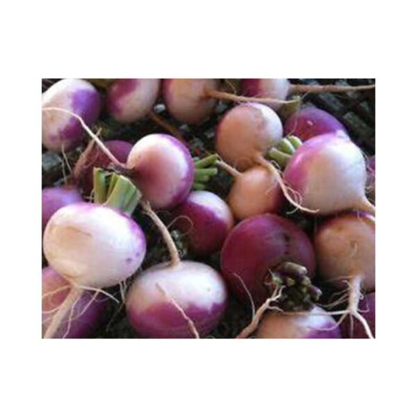Turnip Early Purple Top