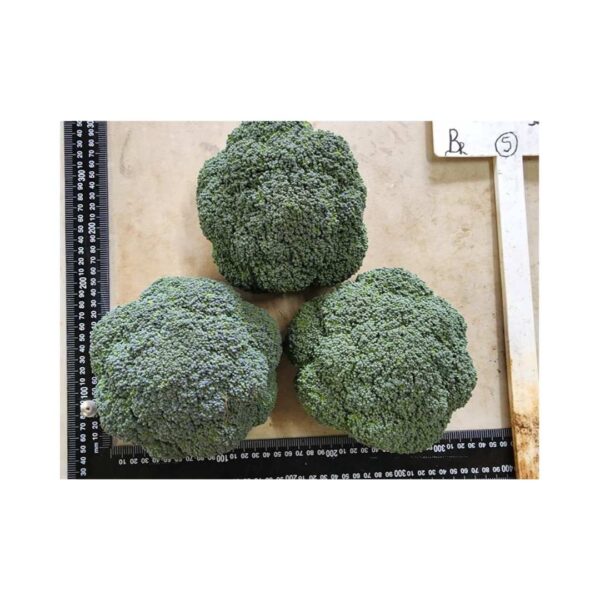 Broccoli _ Osprey F1 _ Main-Season Broccoli