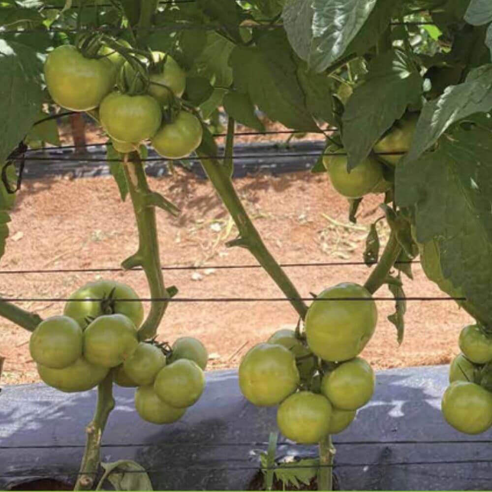 Pruning Tomato SCX824