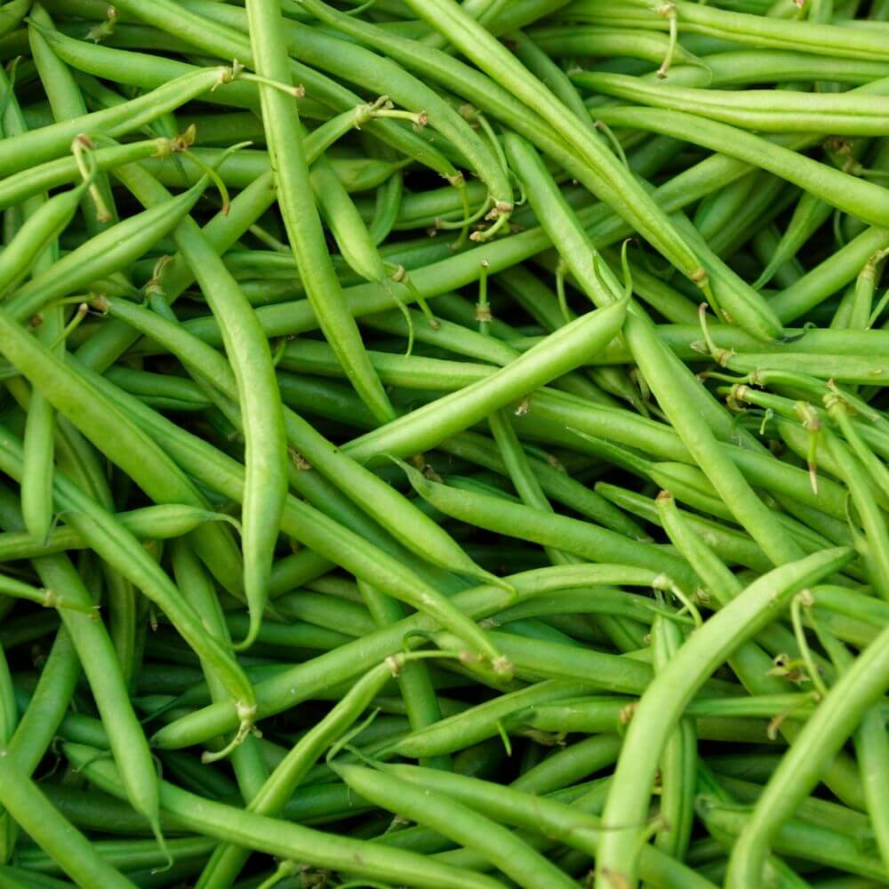 Magma Collection Green Beans