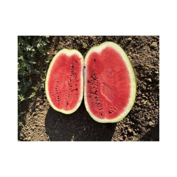 Watermelon _ Crimson Sweet _ Christine F1