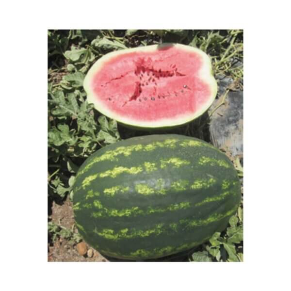 Watermelon _ All Sweet _ Fortè F1