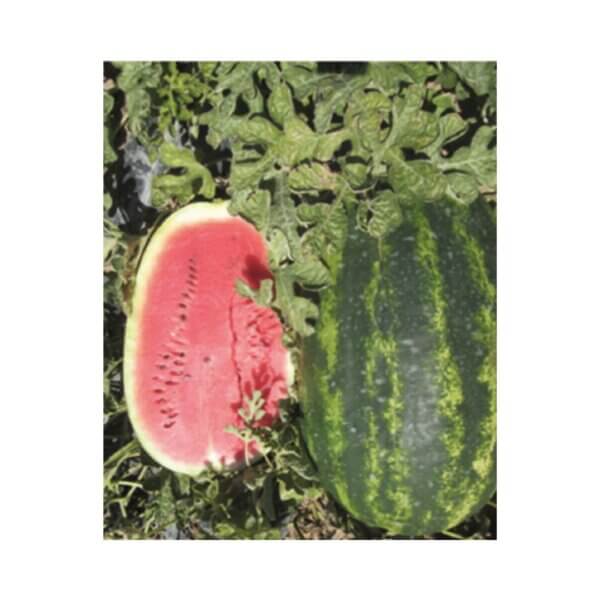 Watermelon _ All Sweet _ Fortuna F1