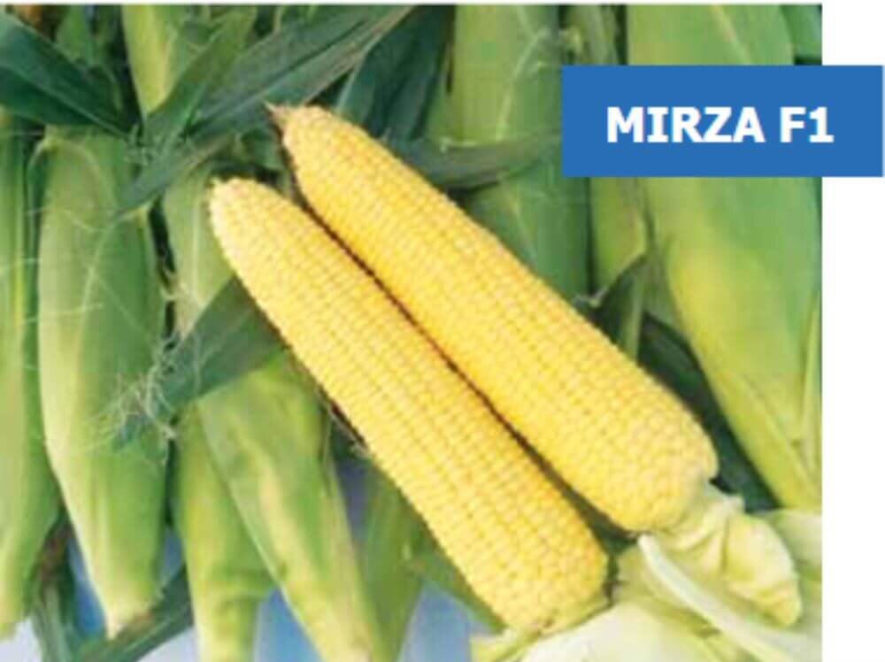 Be amayzed: Sweetcorn ear of Mirza F1 photographed with husk intact and husk removed to reveal kernel development.