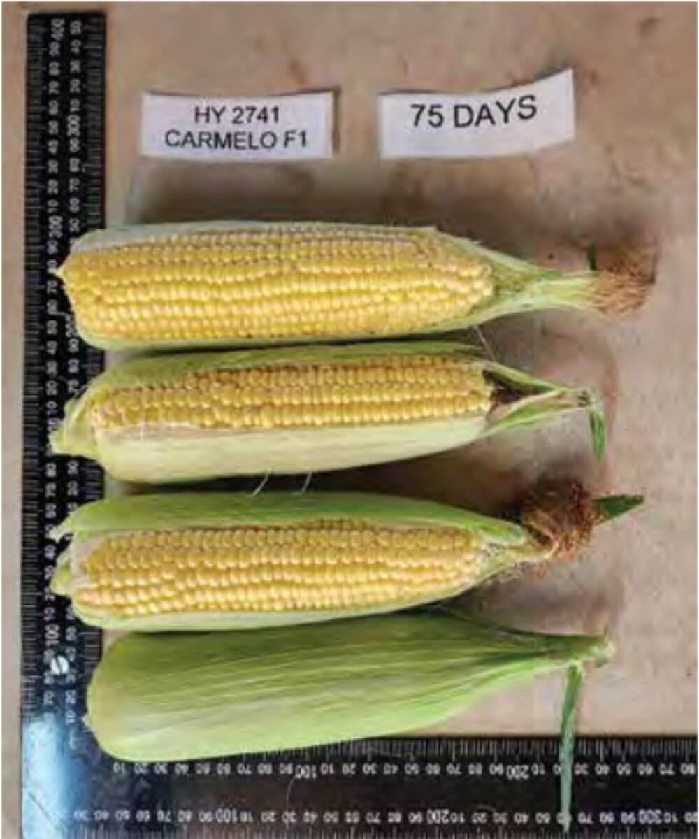 Be amayzed: Sweetcorn ear of Caramelo F1 photographed with husk intact and husk removed to show kernel fill. A ruler is placed alongside the cob for scale, though markings are not clearly visible.