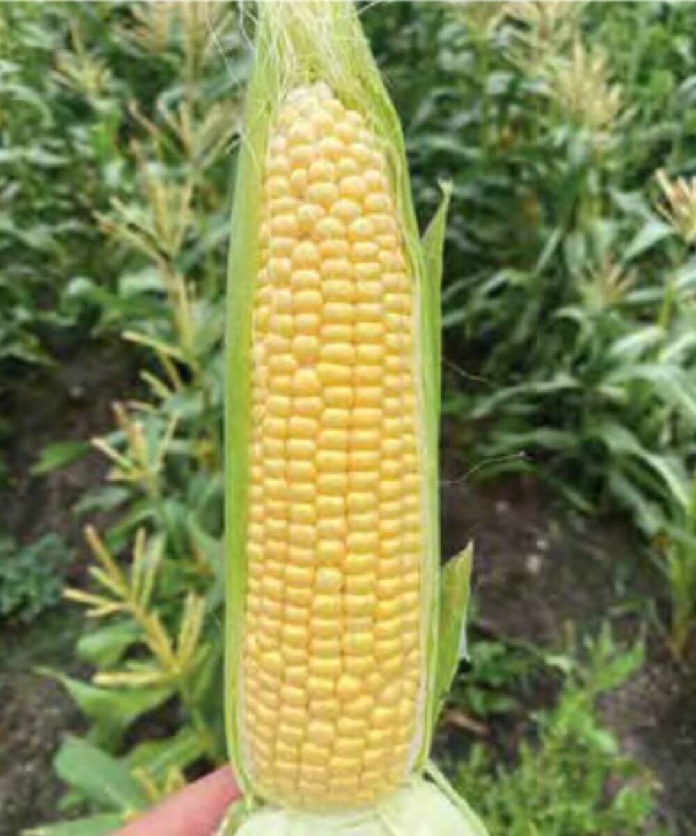 Be amayzed: Sweetcorn ear of Caramelo F1 photographed husk removed to show kernel fill.