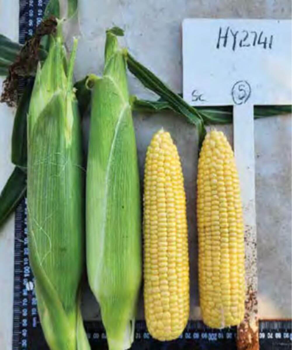 Be amayzed: Sweetcorn ear of Caramelo F1 photographed with husk intact and husk removed to show kernel fill. A ruler is placed alongside the cob for scale, though markings are not clearly visible.
