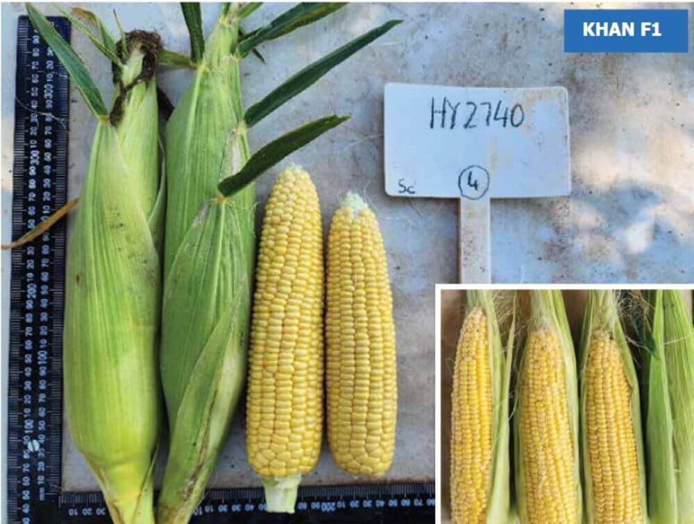 Be amayzed: Sweetcorn ear of HY2740, photographed both with husk intact and with husk removed to show kernel formation.