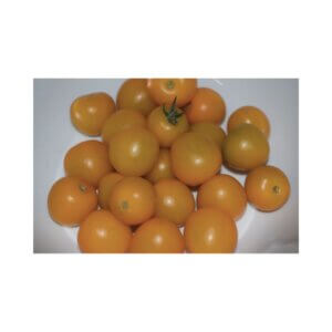 Tomato_Indeterminate Cherry_Cherry Gold F1