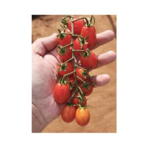 Tomato_Indeterminate Mini Plum_Amira F1