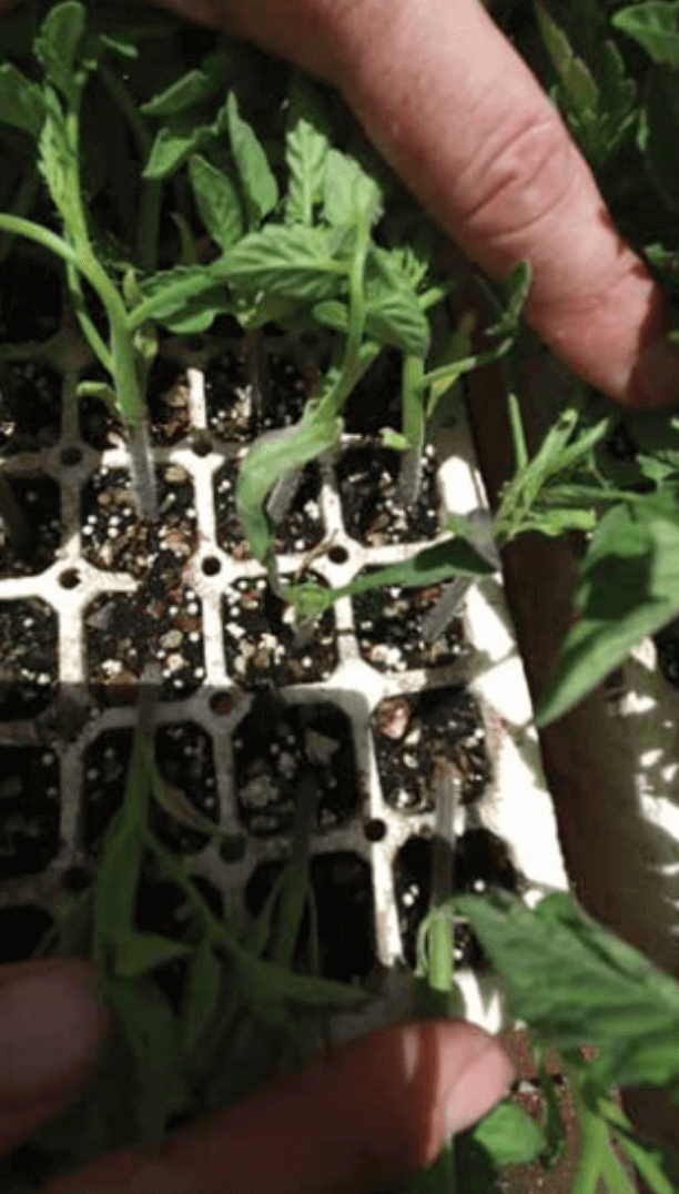 Blind tomato seedlings