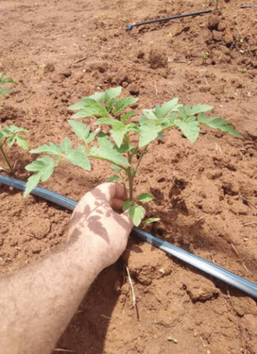 Blind Tomato Seedlings