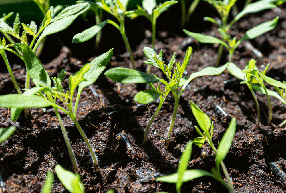 Blind Tomato Seedlings