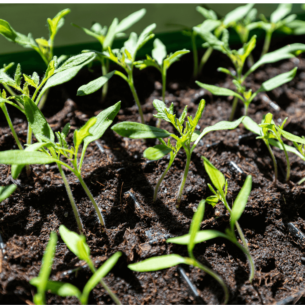 Blind Tomato Seedlings