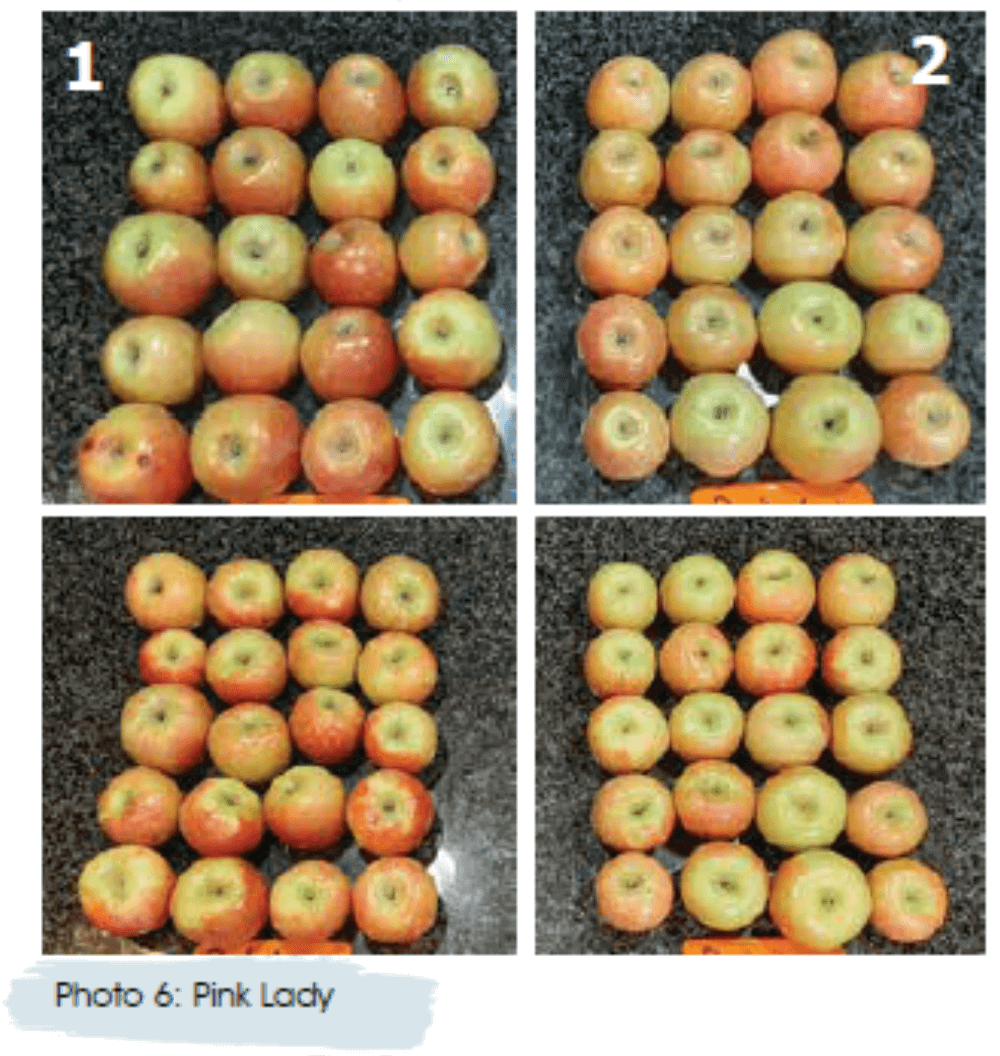Be amayzed: Sweetcorn ear of Caramelo F1 photographed with husk intact and husk removed to show kernel fill. A ruler is placed alongside the cob for scale, though markings are not clearly visible.