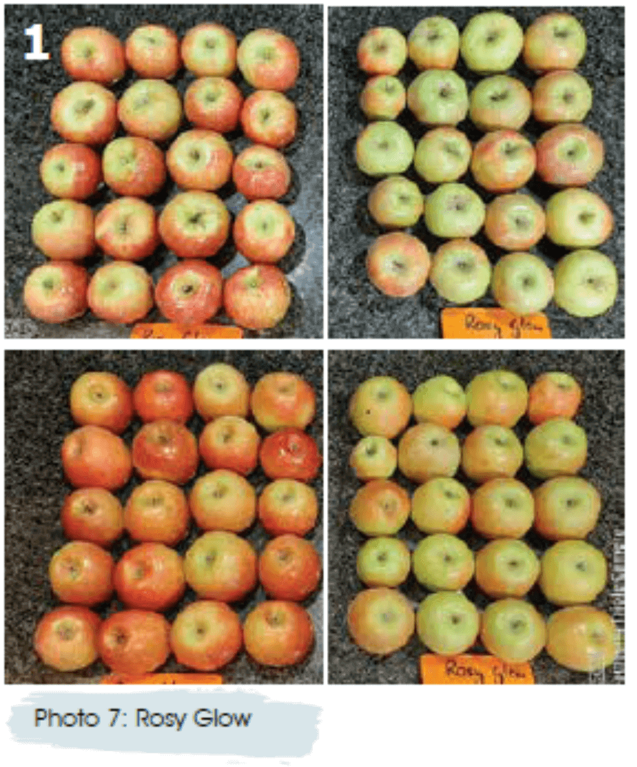 Be amayzed: Sweetcorn ear of Caramelo F1 photographed with husk intact and husk removed to show kernel fill. A ruler is placed alongside the cob for scale, though markings are not clearly visible.