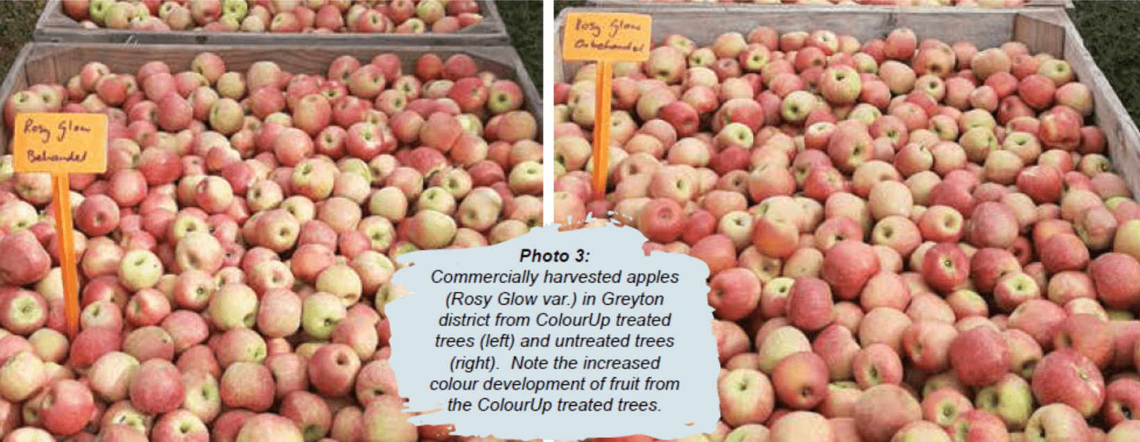 Table comparing ear information of five sweetcorn cultivars (Sherbet F1, Mirza F1, Baha F1, Carmelo F1, Khan F1) showing plant height, tassel height, ear height, kernel rows, kernel diameter, ear length, ear diameter, and tip fill characteristics.