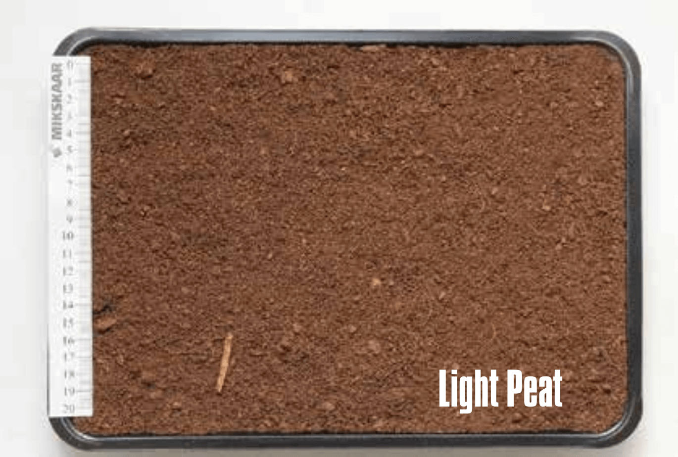 Blind Tomato Seedlings