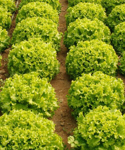 Why Foliar Feed a Plant?